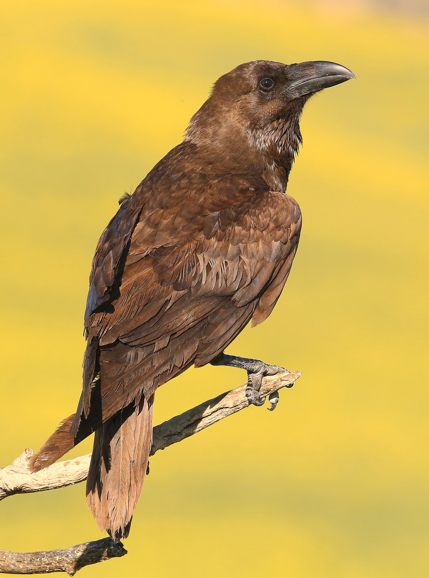 Cocoa. A different crow with the other