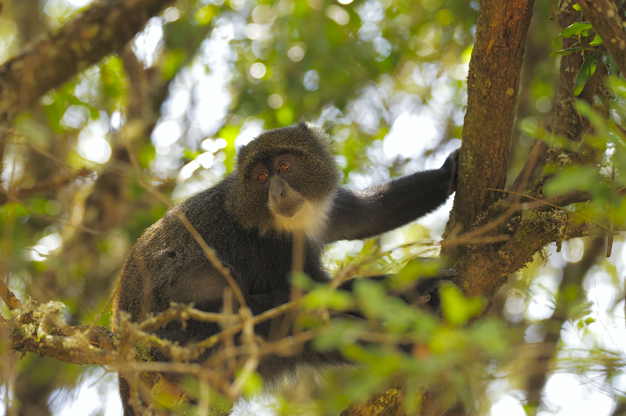 The Blue among the trees