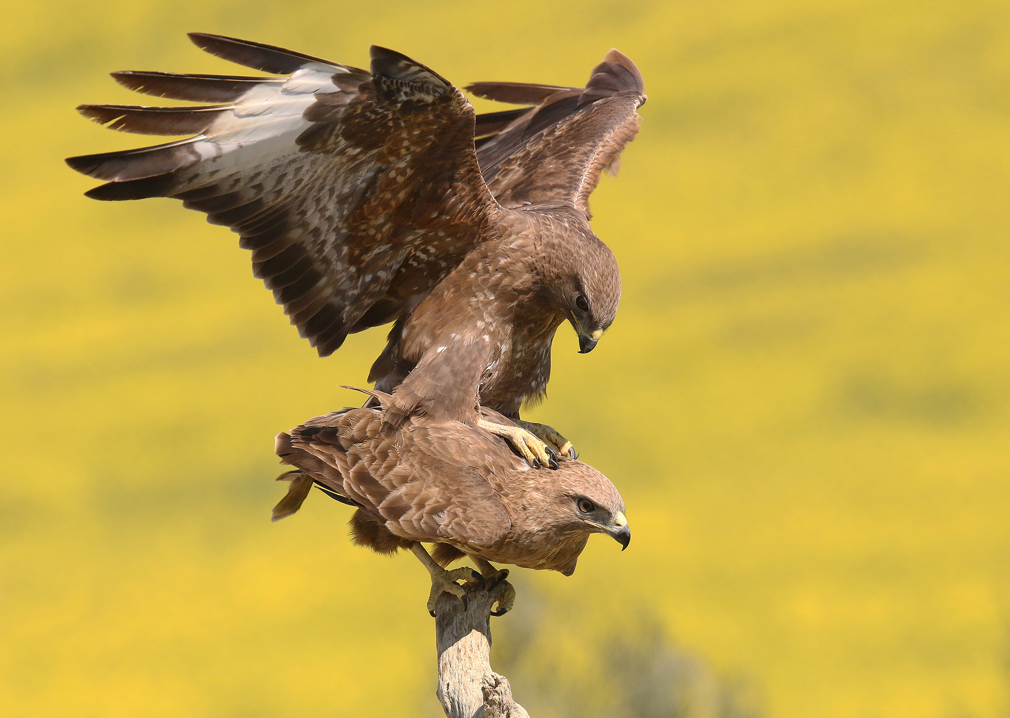 L'amore delle poiane I