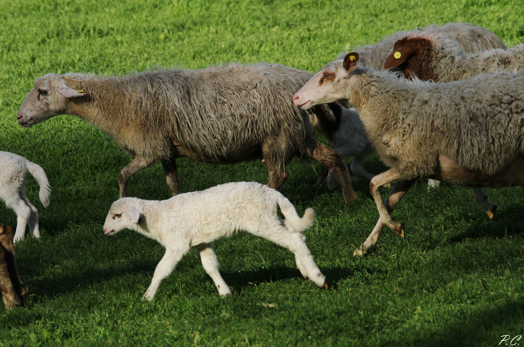 the charge of the sheep