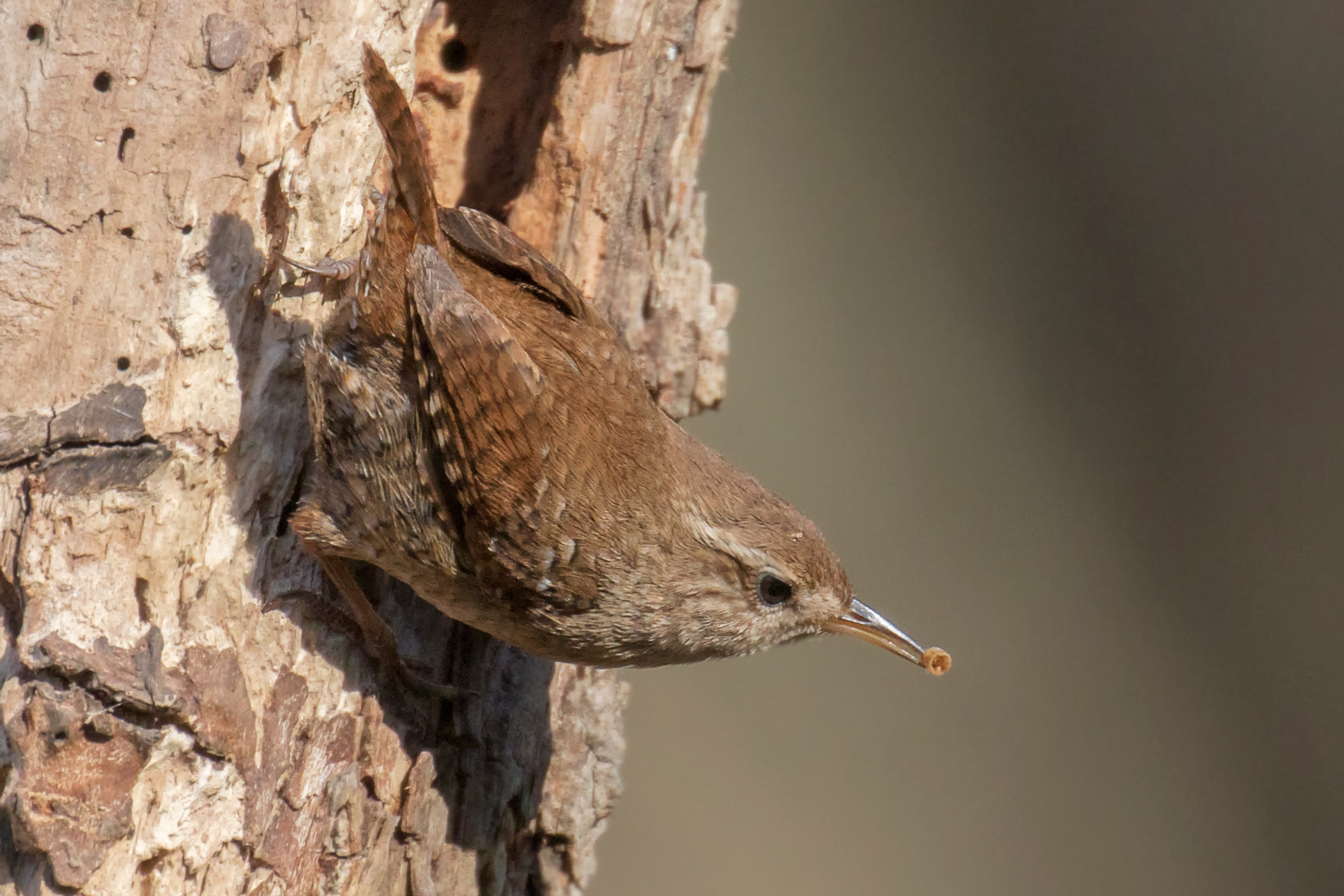 Wren