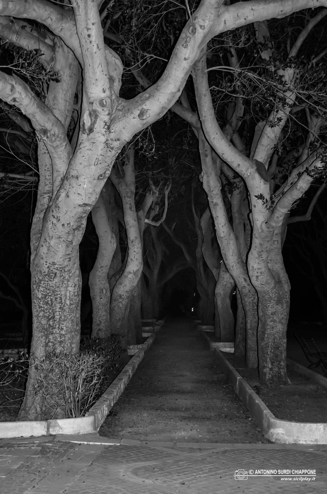 Alberi nella notte