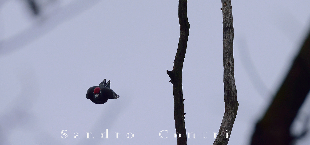 Picchio nero in...........picchiata