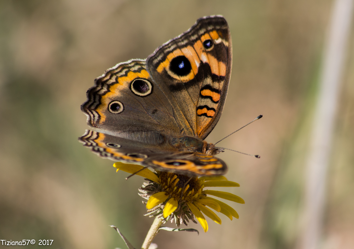 Mariposa cuatro ojos
