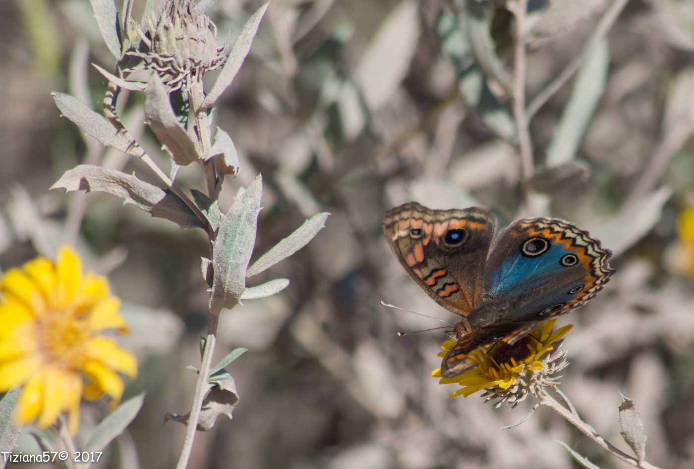 Mariposa cuatro ojos