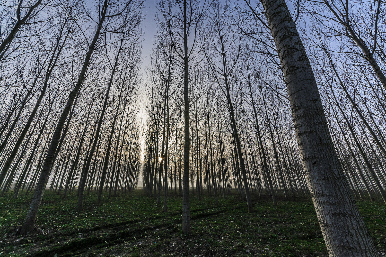 Ordered Tress Backlight