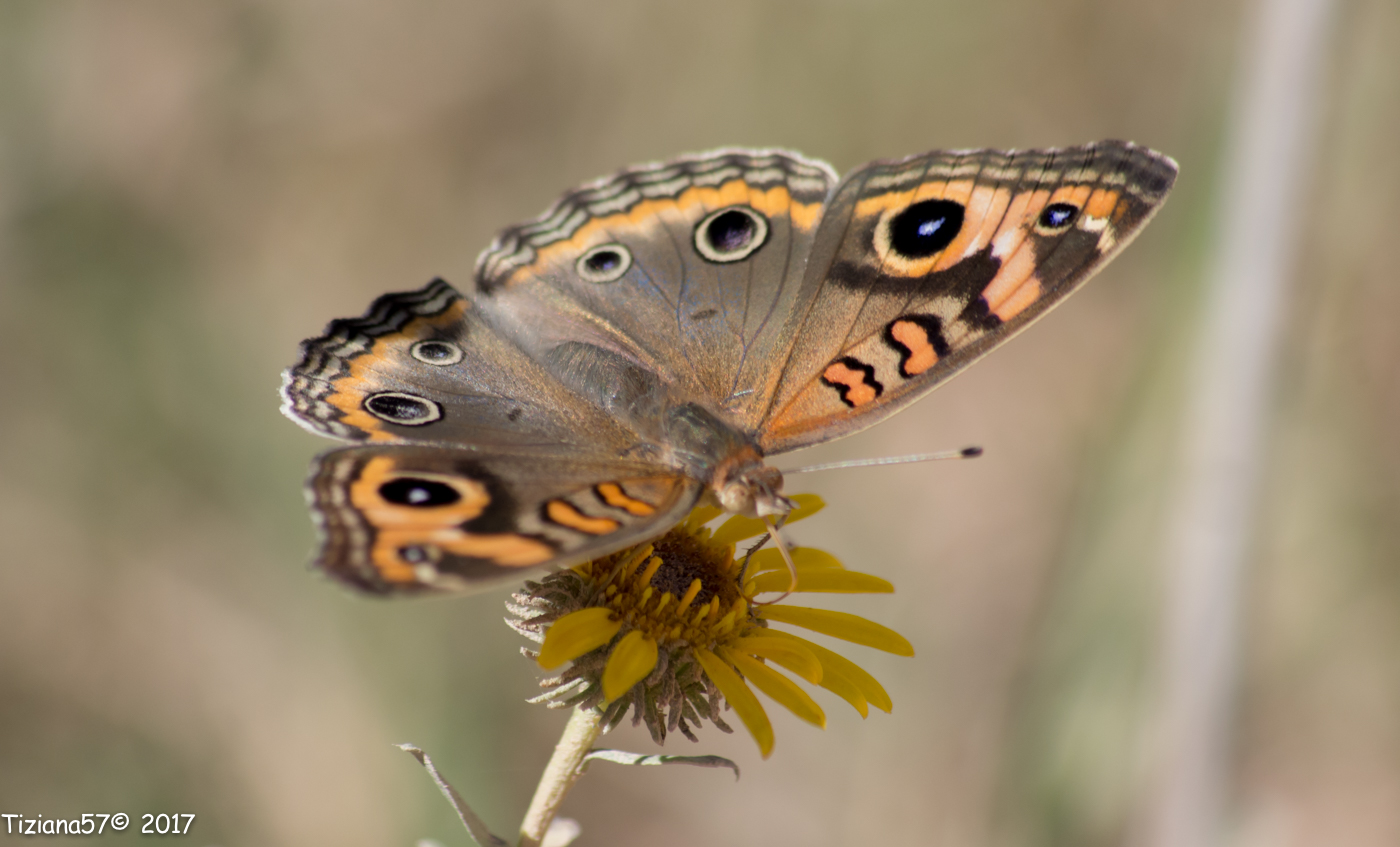 Mariposa cuatro ojos
