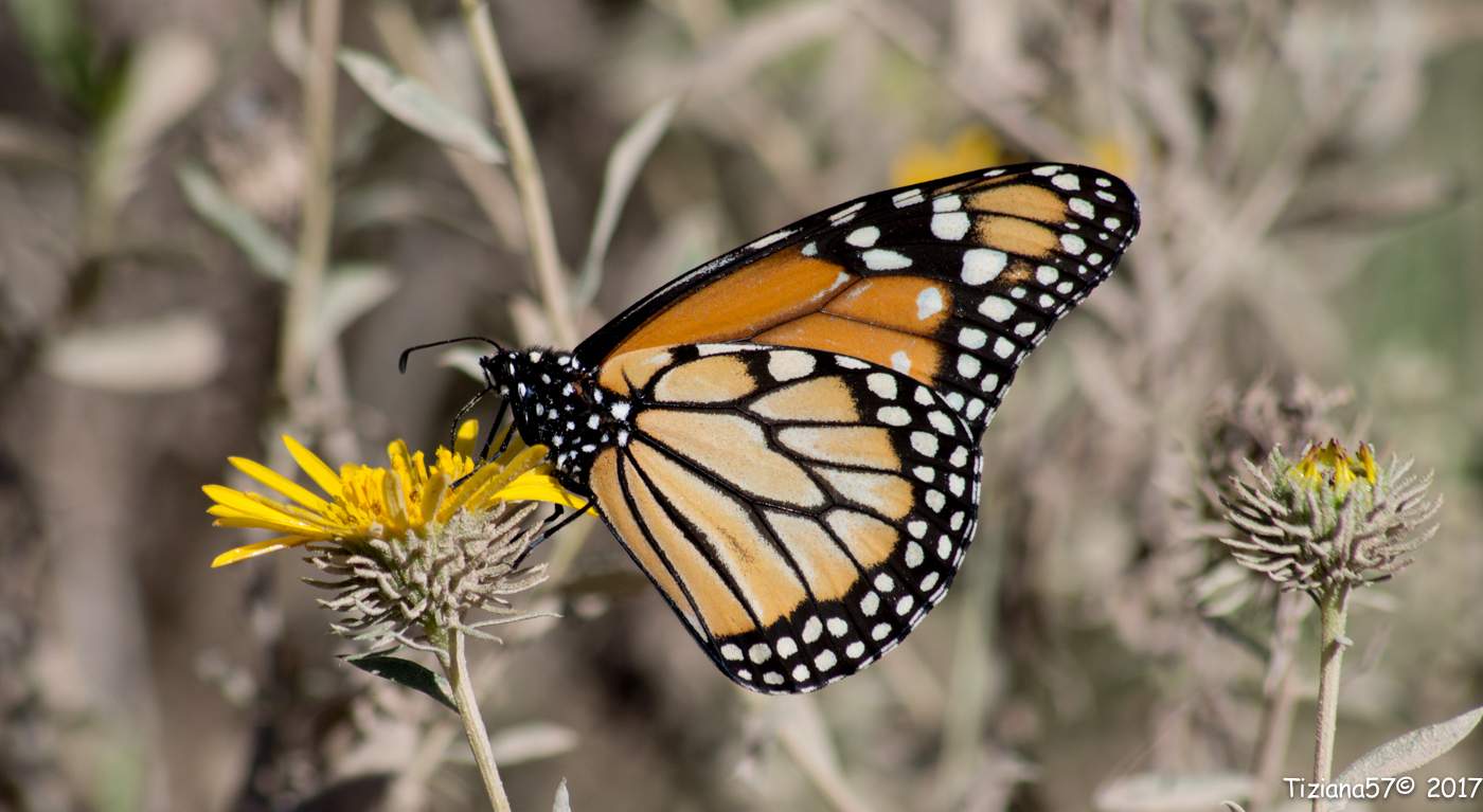Mariposa monarca del sur