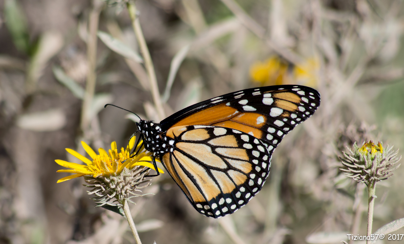 Mariposa monarca del sur
