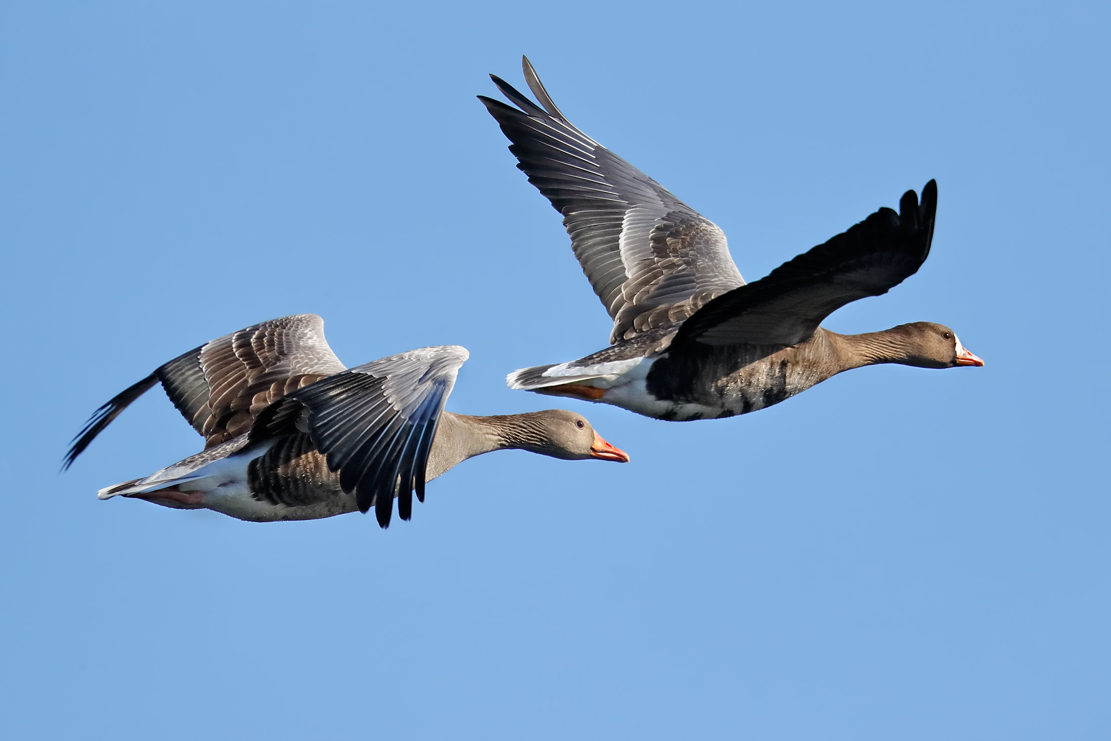 Spring migration - Wild goose and white-fronted