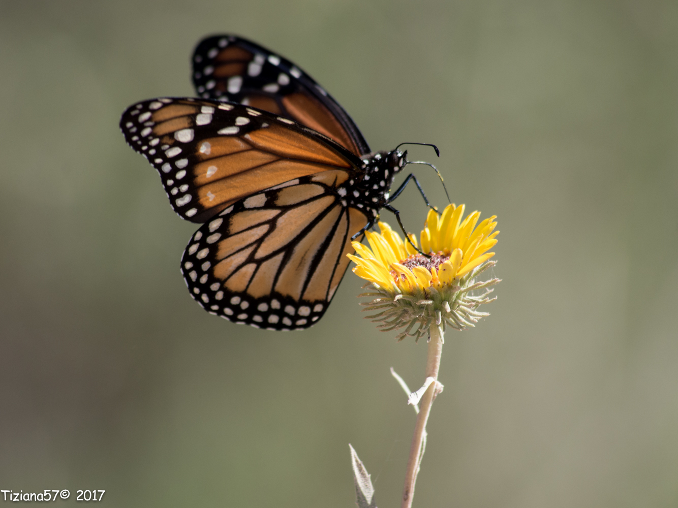 Mariposa monarca del sur