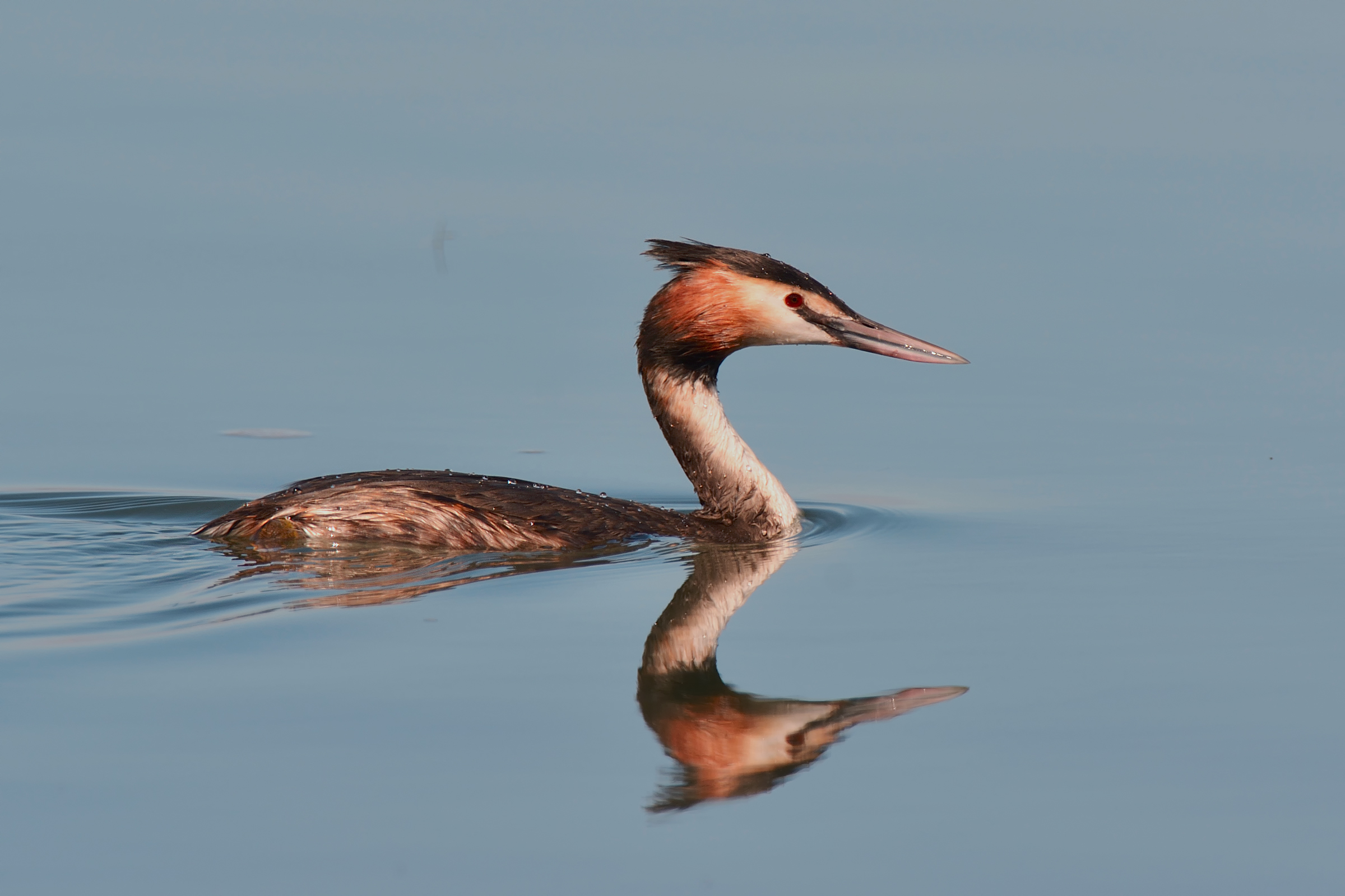 the Grebe