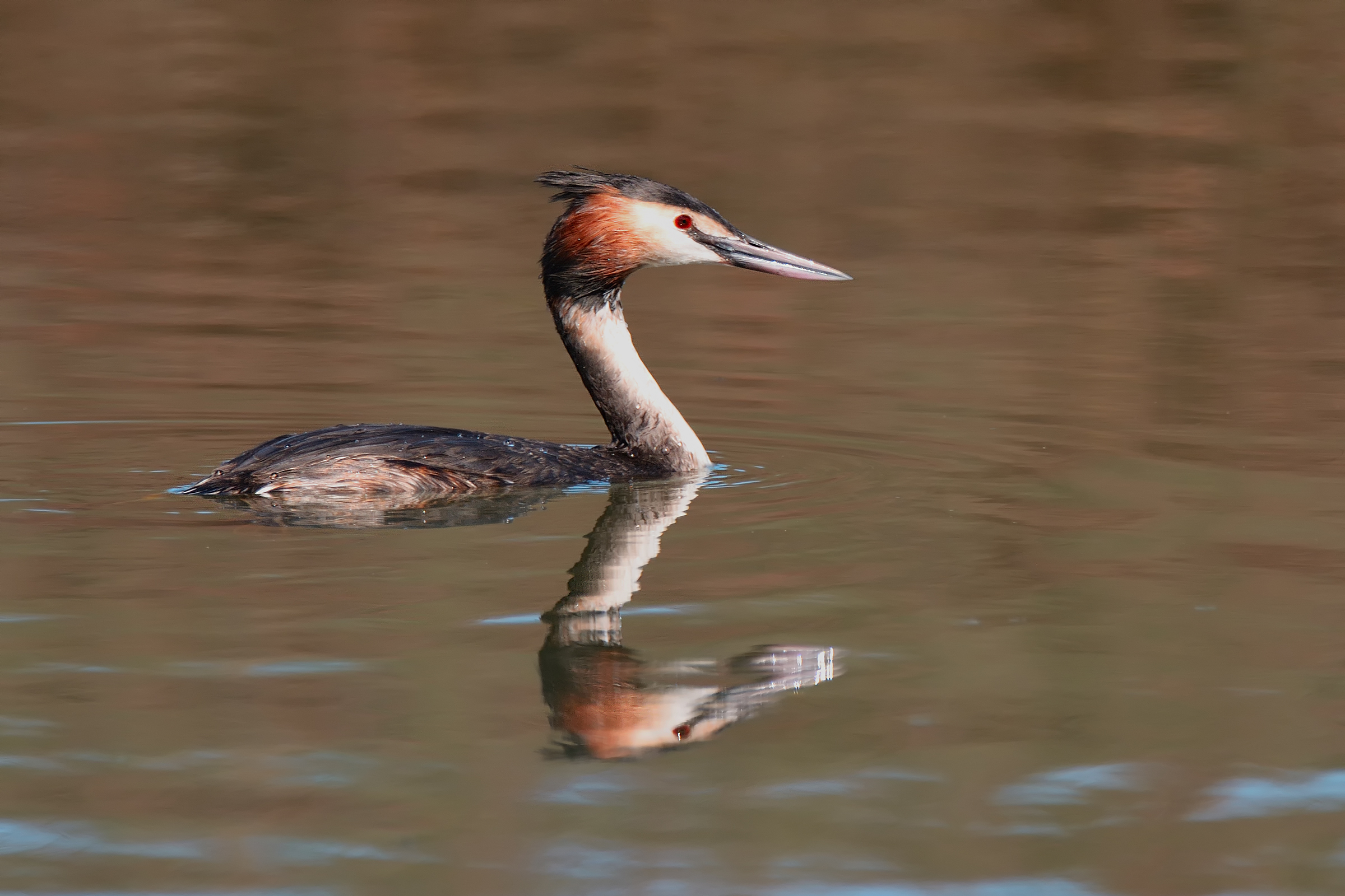 the Grebe