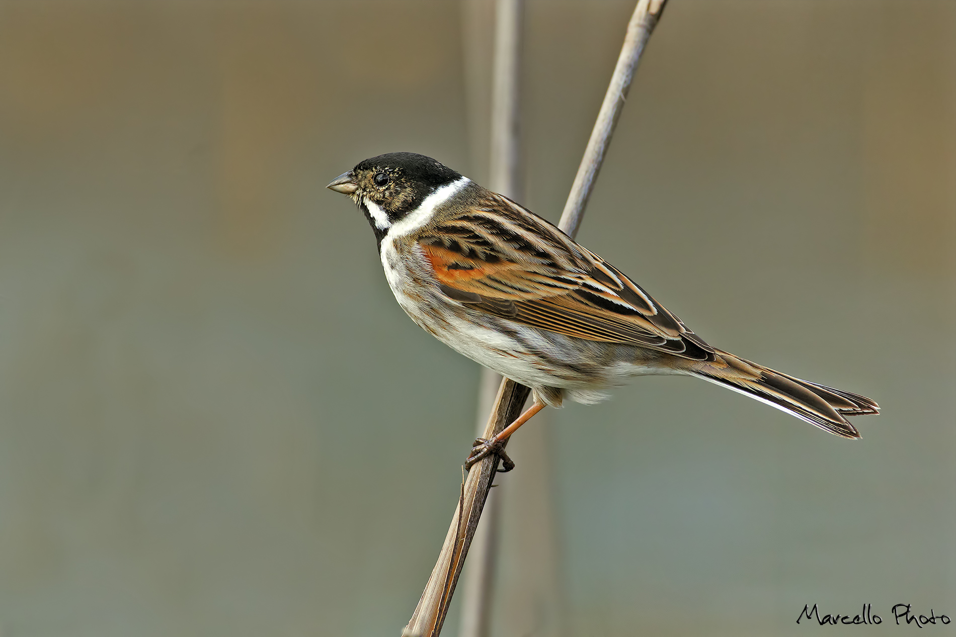 Migliarino male marsh