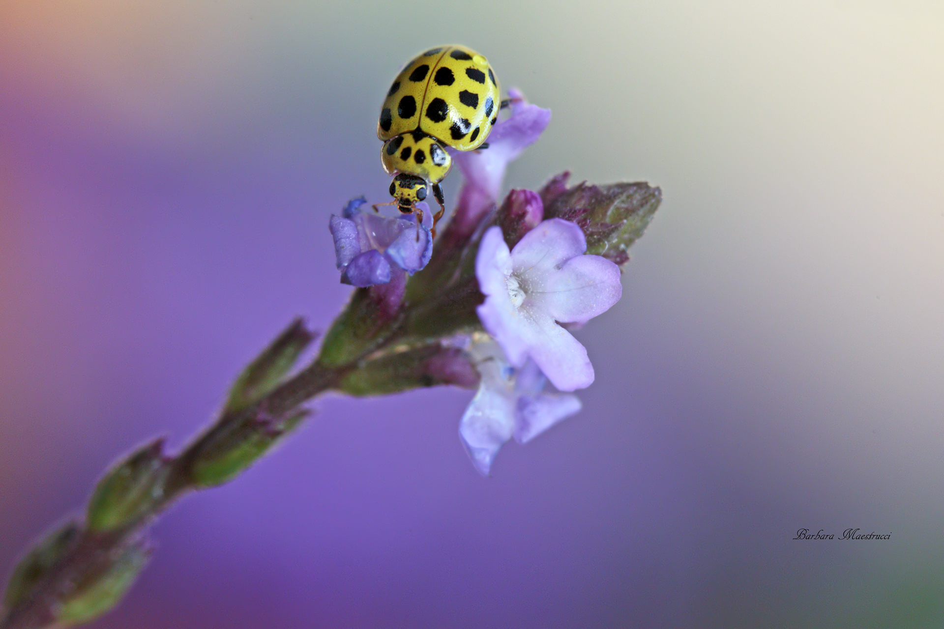 Today I get dressed in yellow!