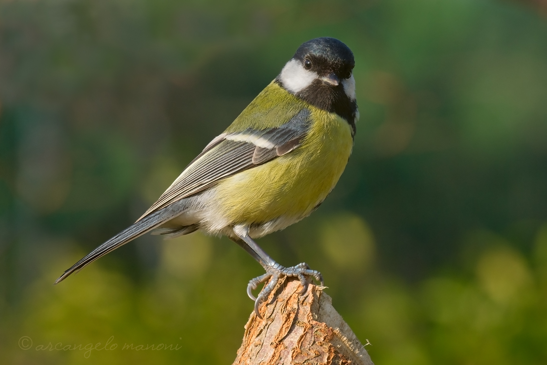 Parus major
