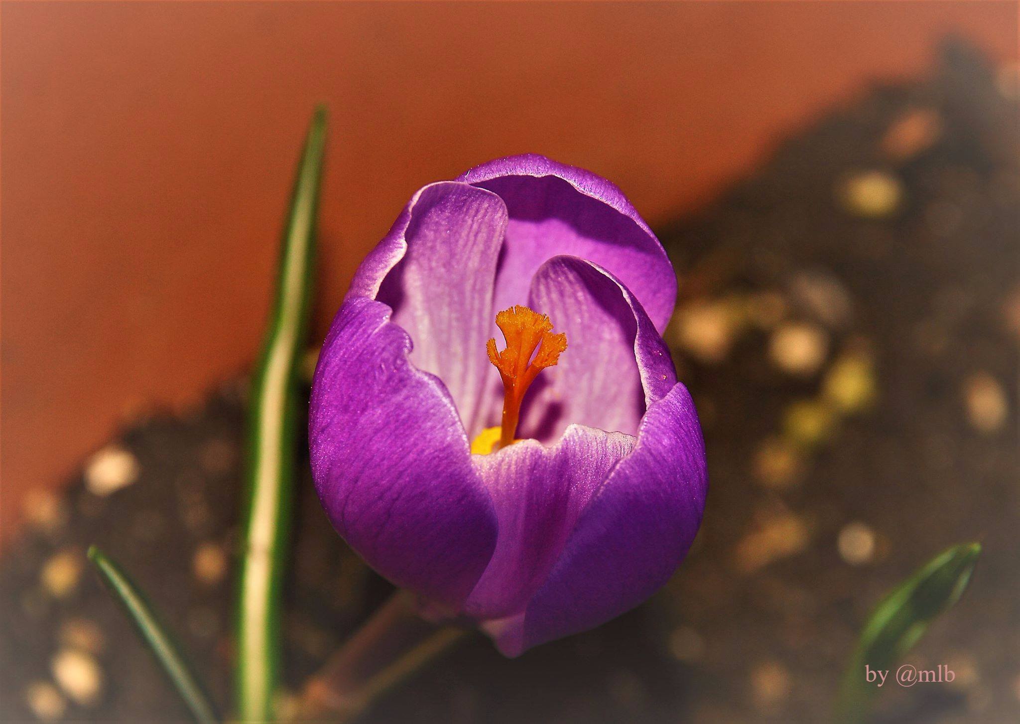 Bucaneve alla riscossa