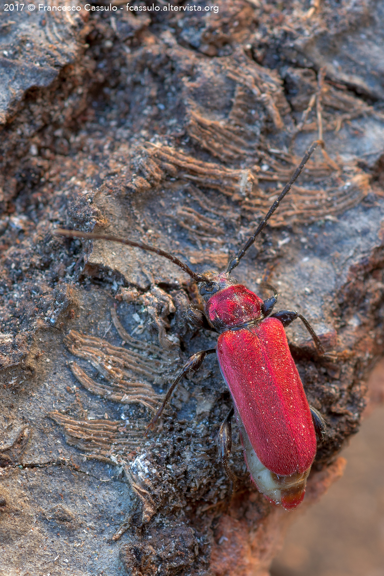 Pyrrhidium sanguineum (Linnaeus, 1758)