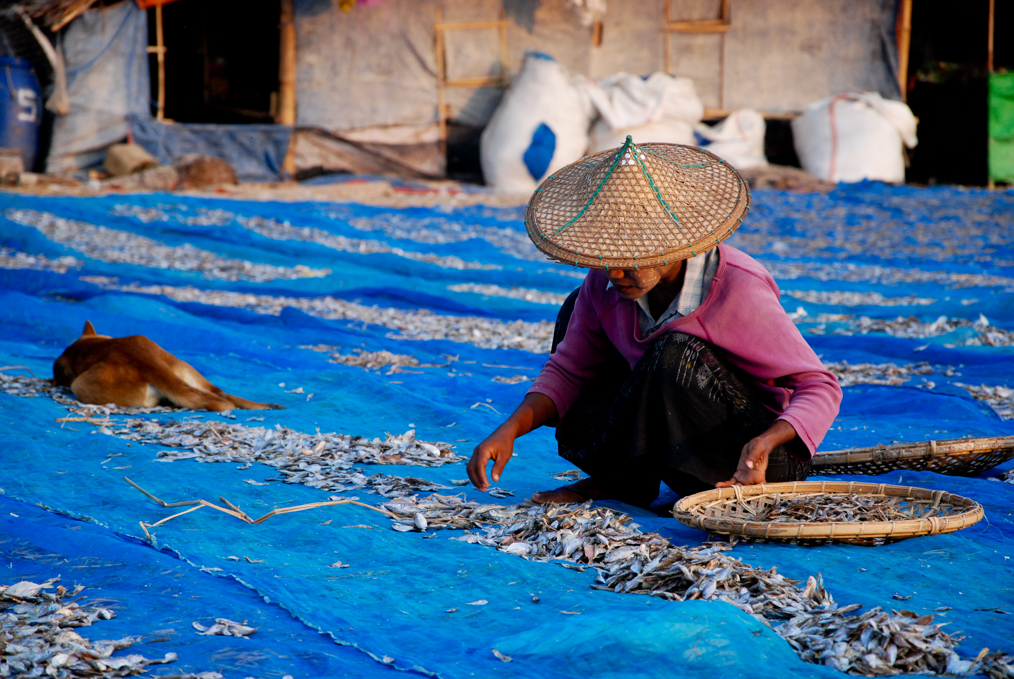 Il pescato lasciato ad essiccare..