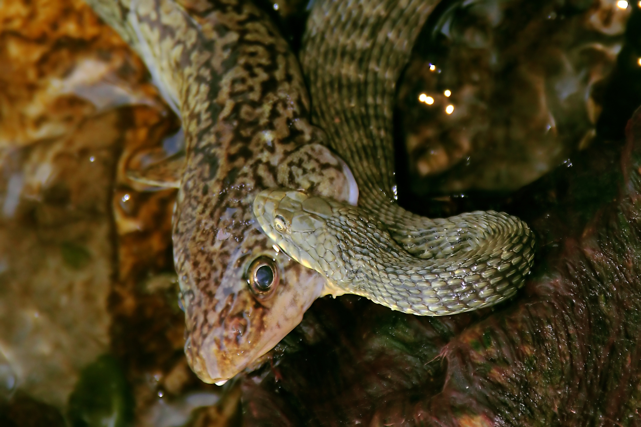 natrix tasssellata