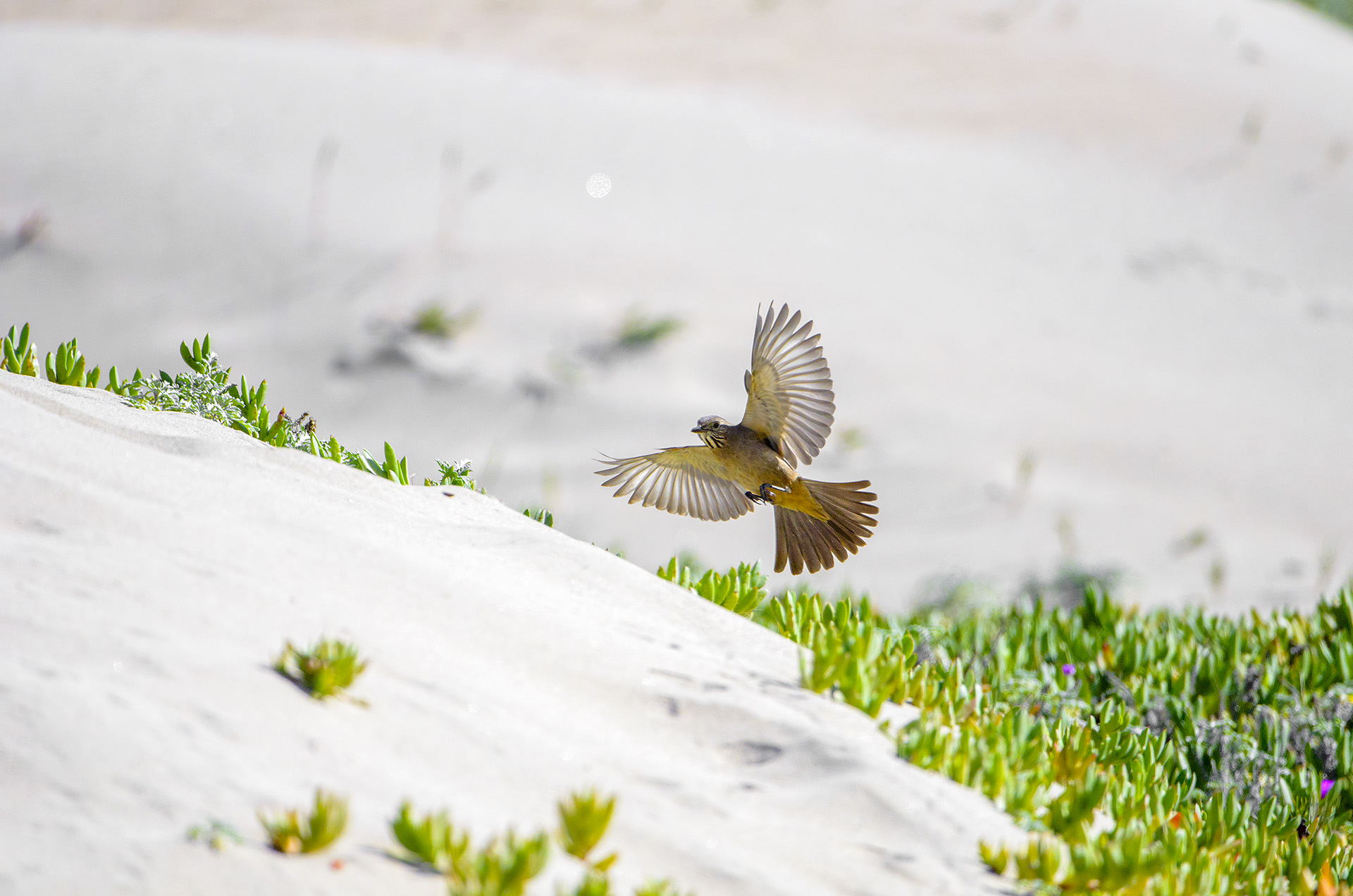 Averla Tiranna gigante - Agriornis lividus