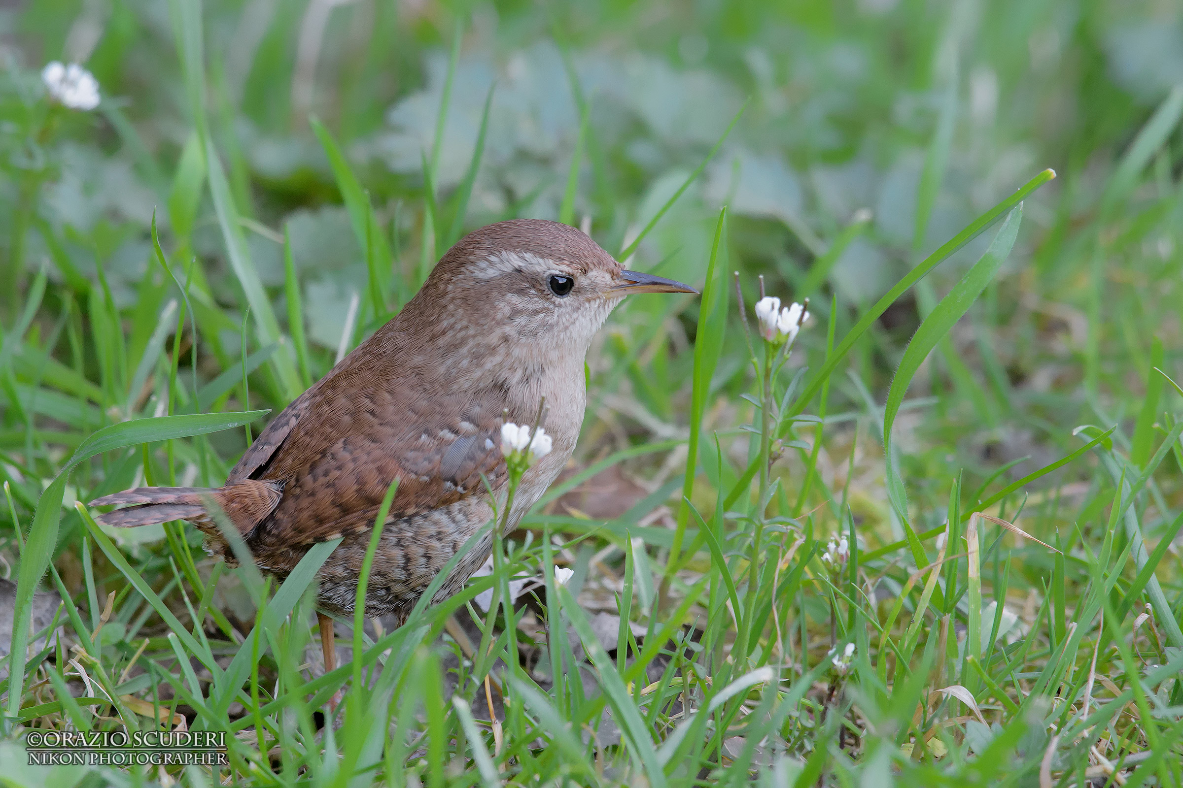 Troglodytes troglodytes