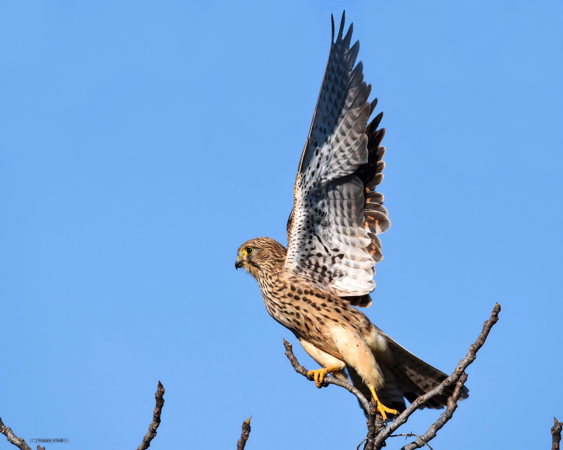 Kestrel in takeoff