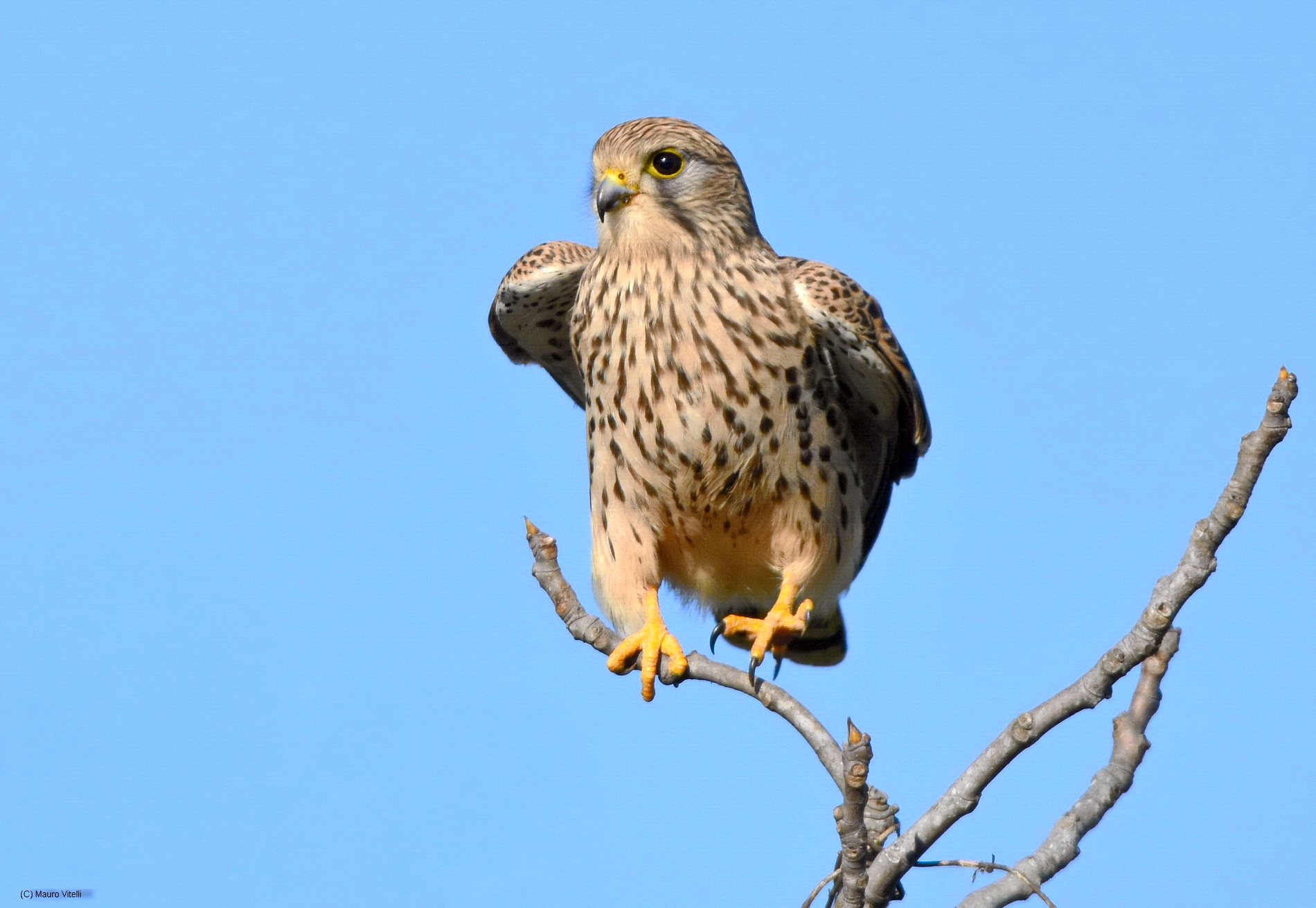 Kestrel