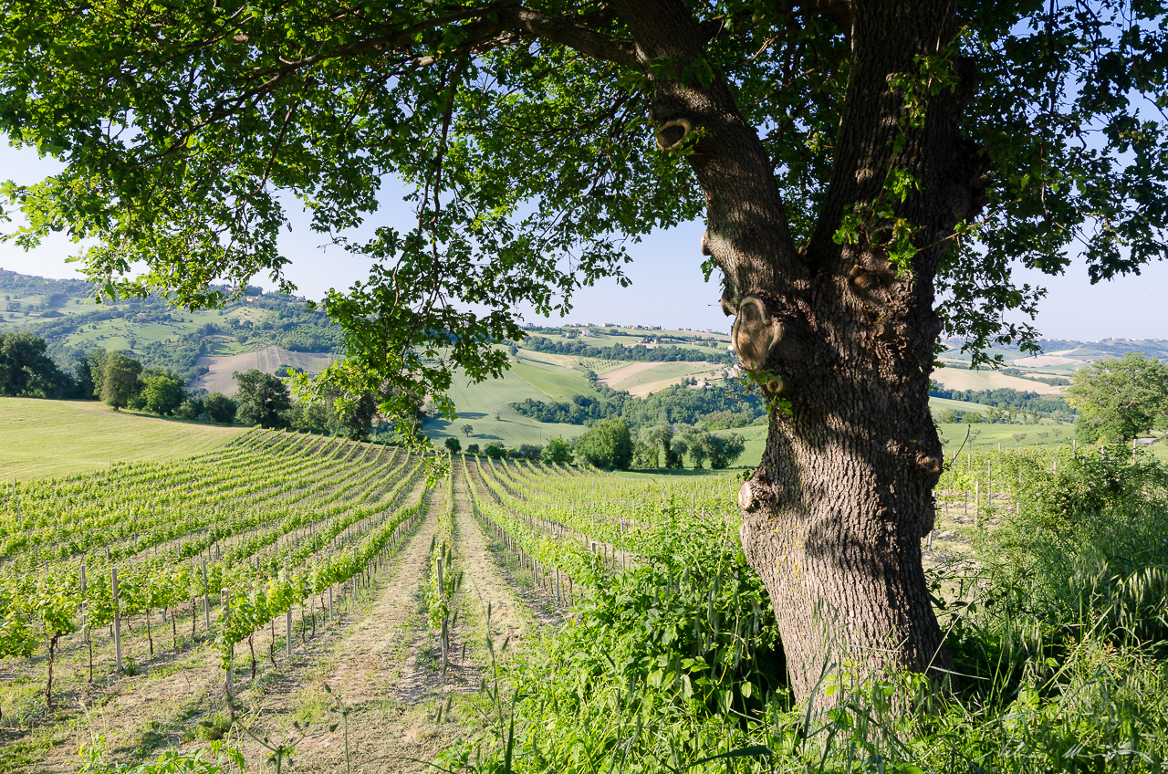 The green hills of Macerata