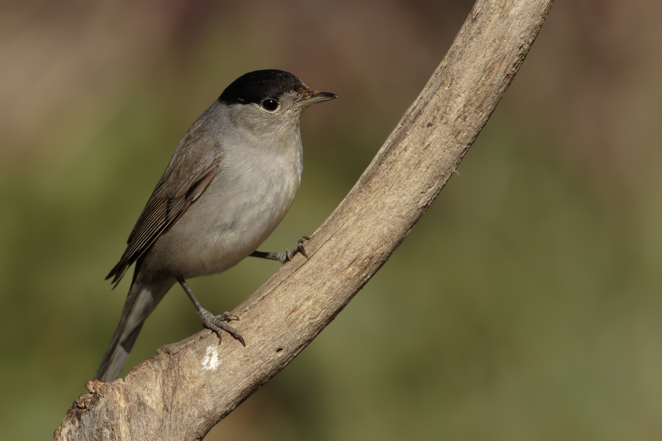 blackcap Male
