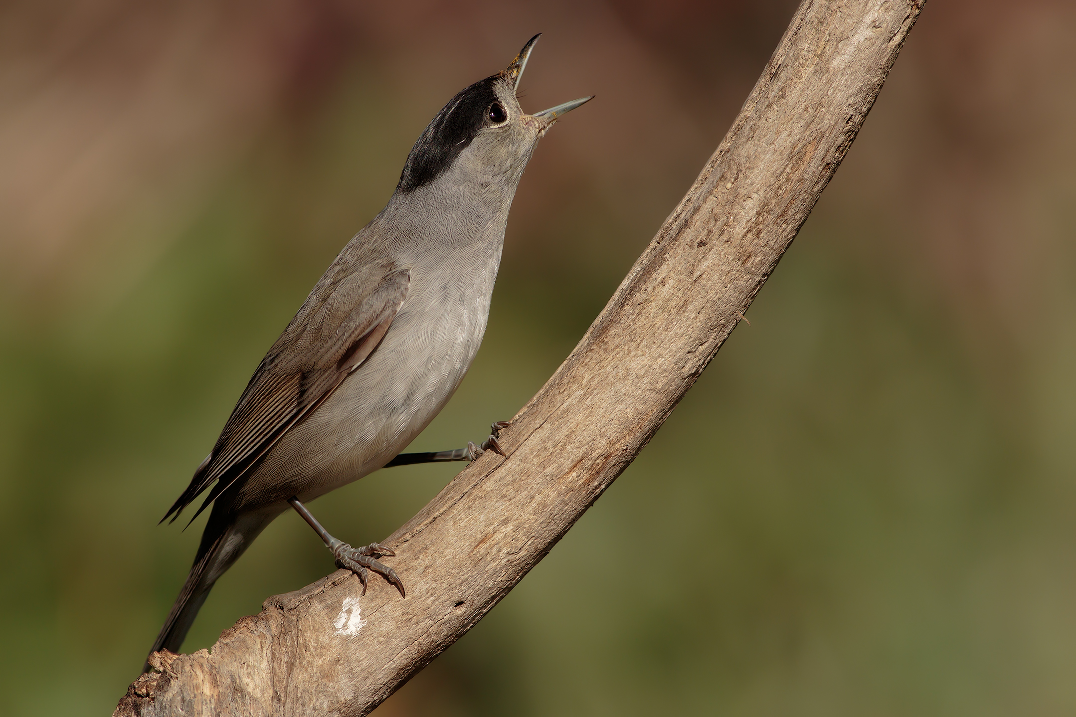 The song of the Blackcap