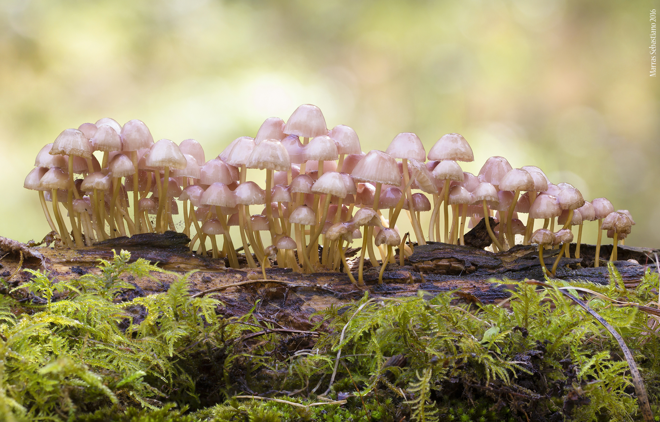 L allegra famigliola