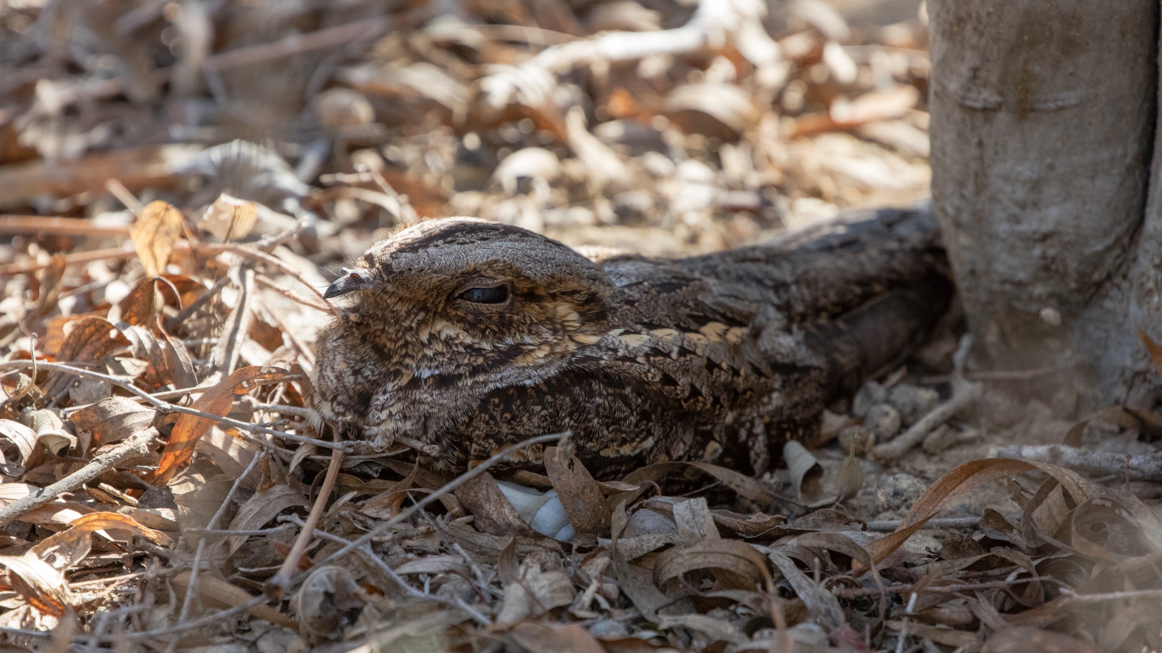 Nightjar of Madagascar