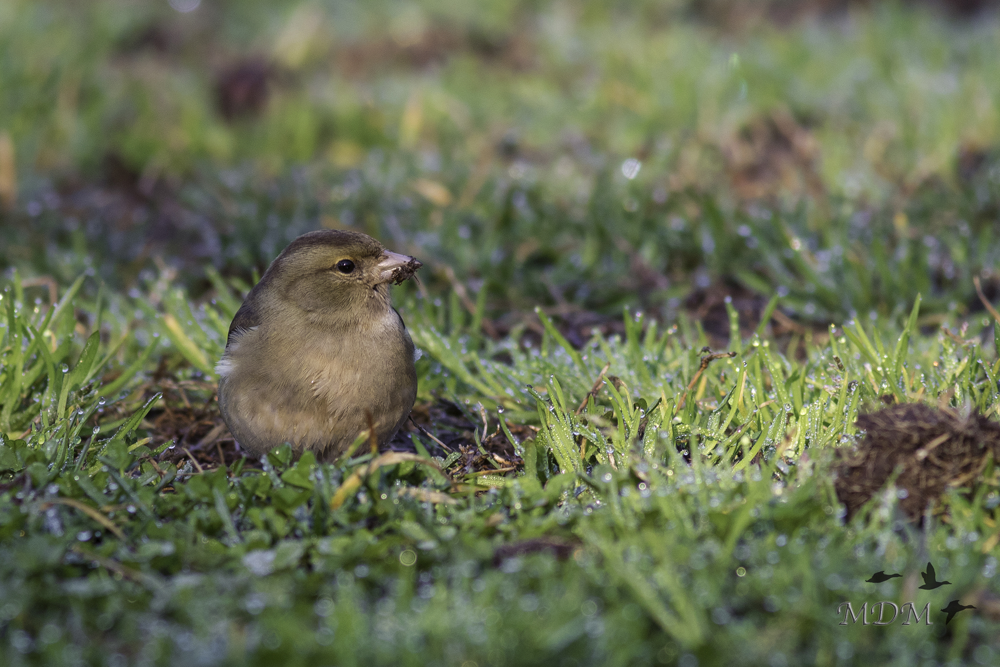 the cool of the morning