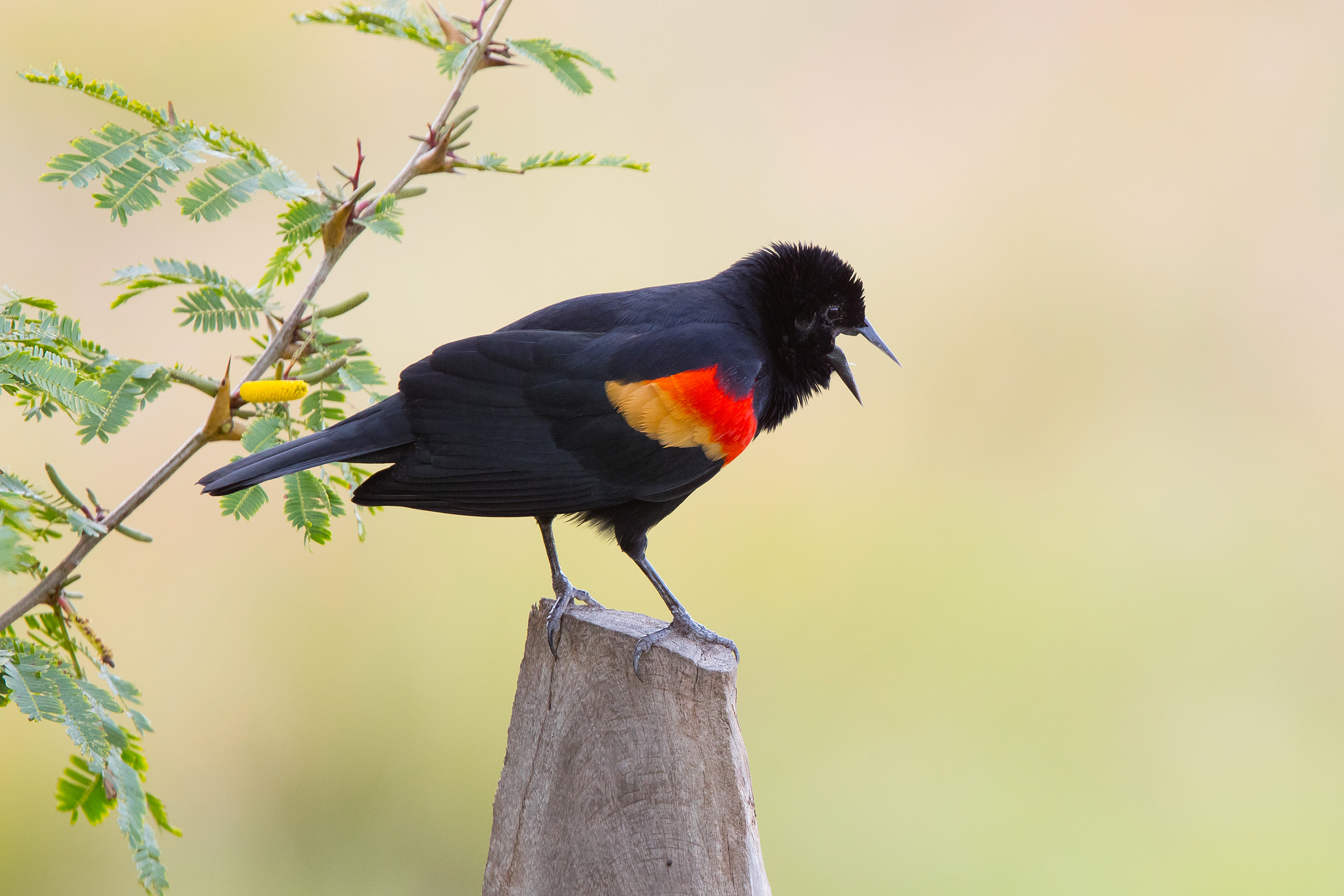 Alirosse (Agelaius phoeniceus)