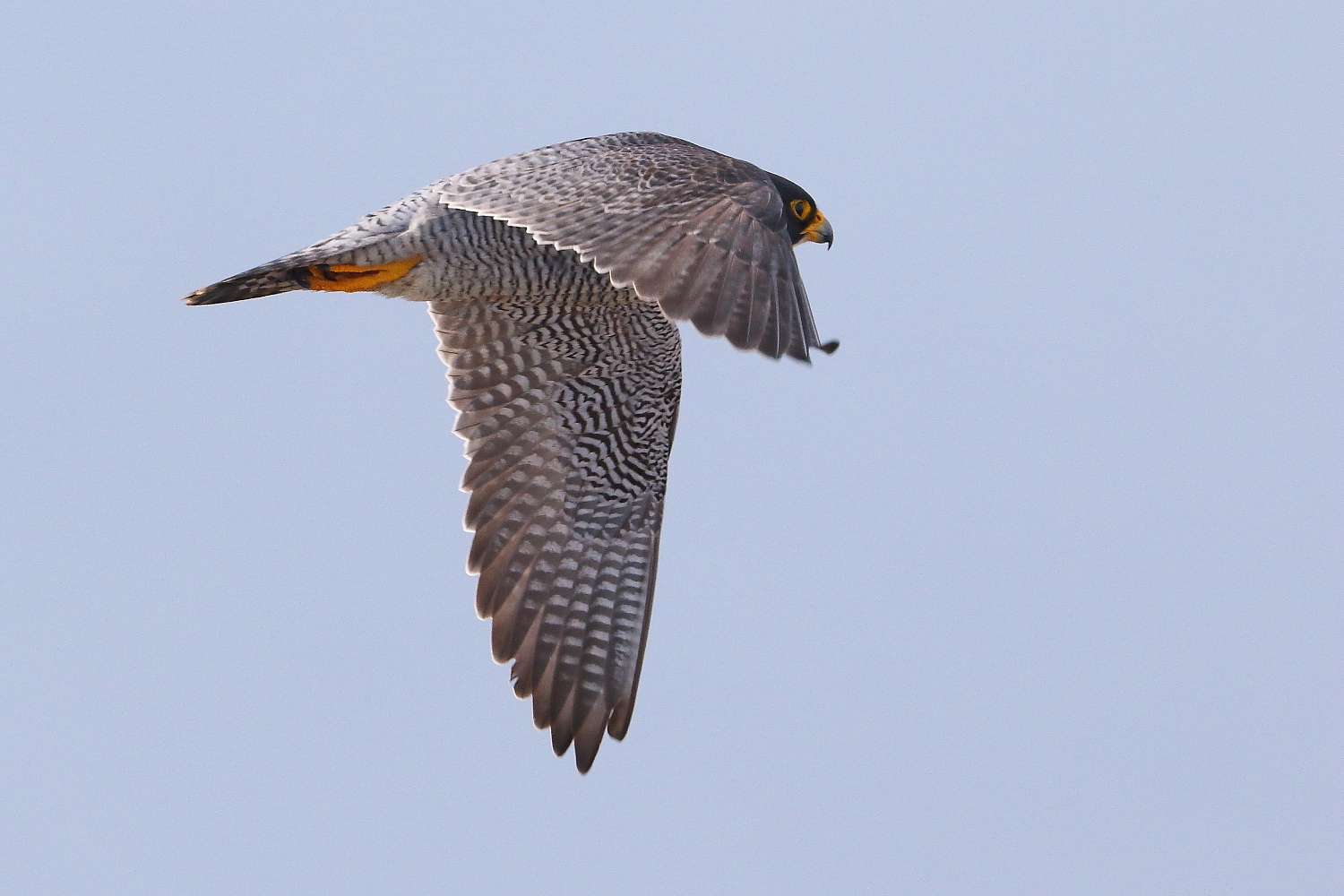 peregrine falcon
