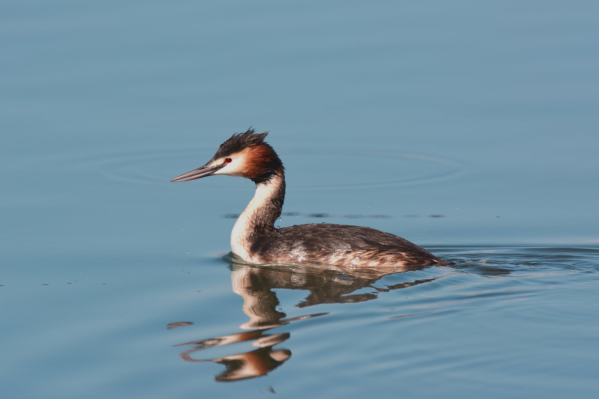 Grebe