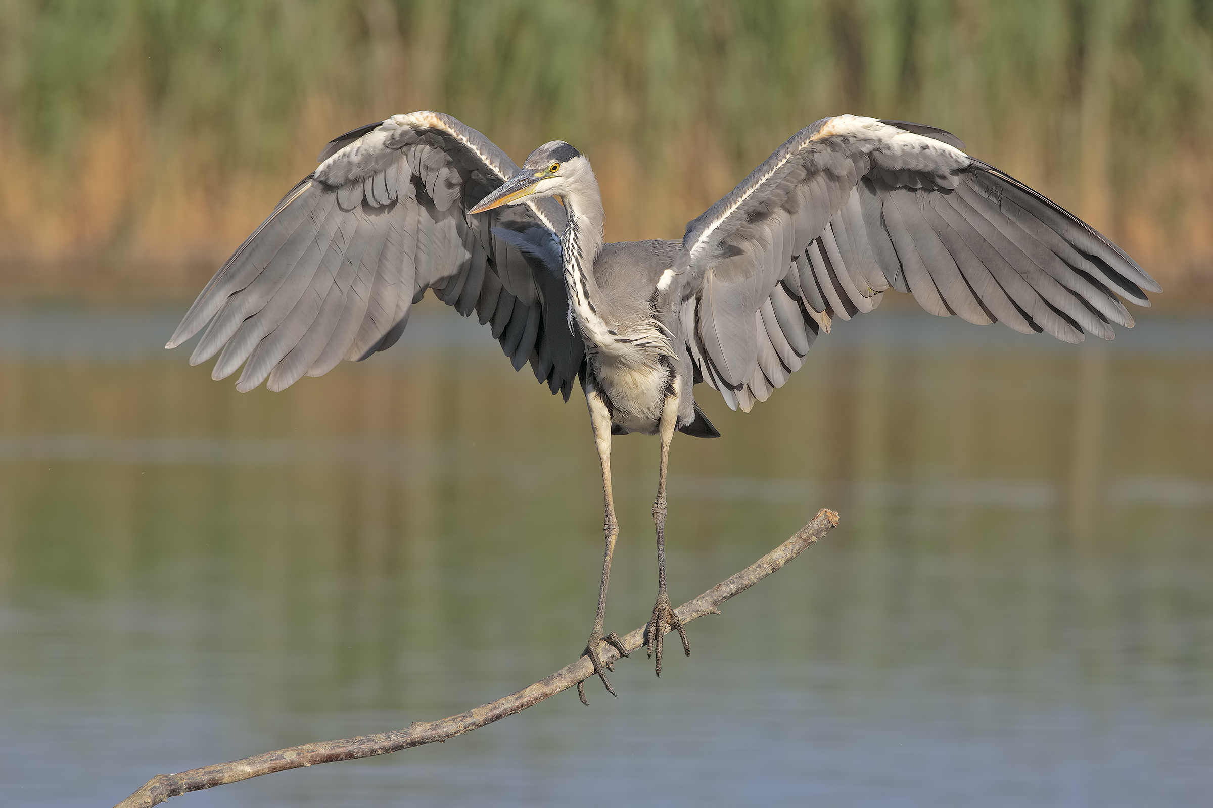 Grey Heron