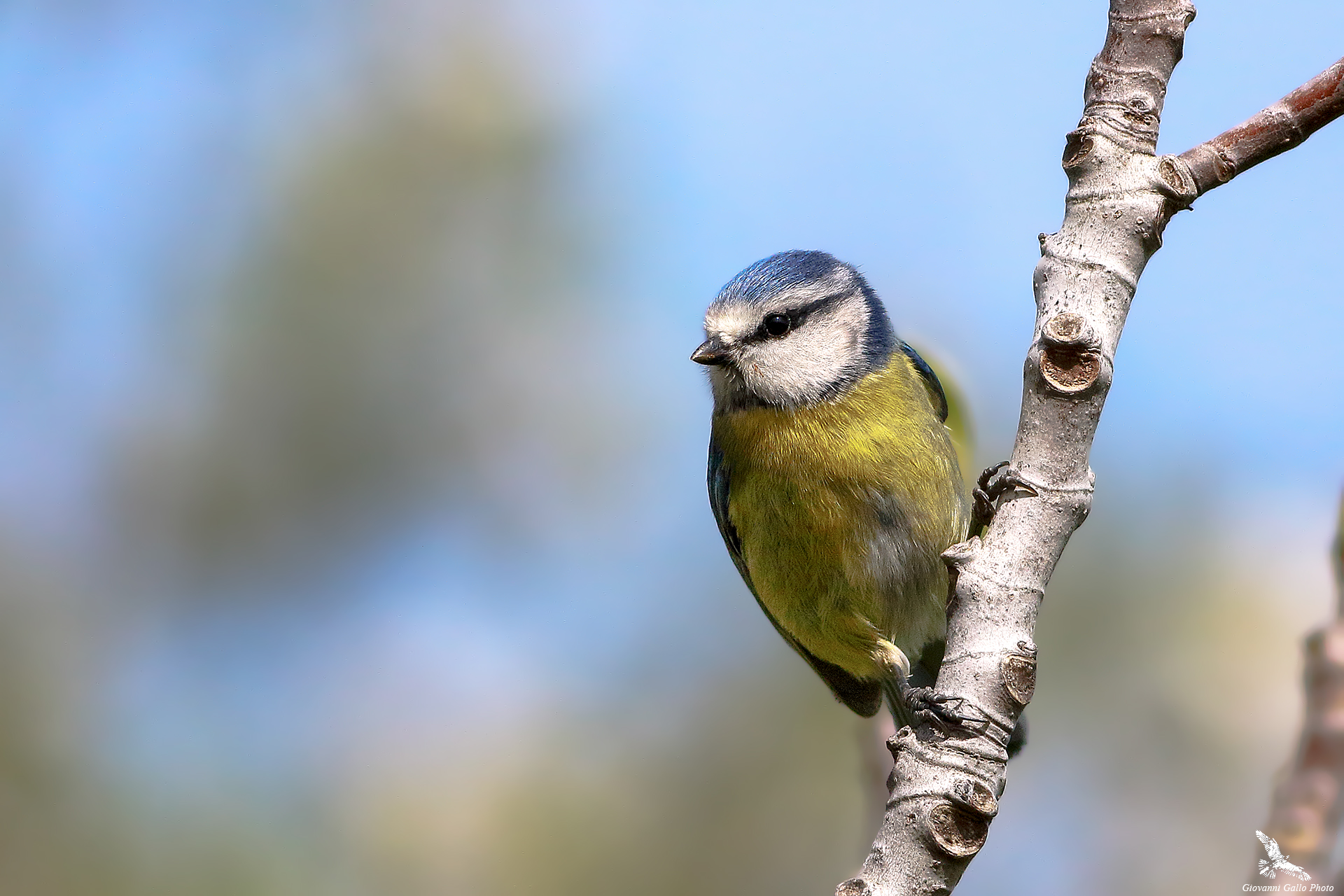 Cyanistes caeruleus (Cinciarella) 2017.