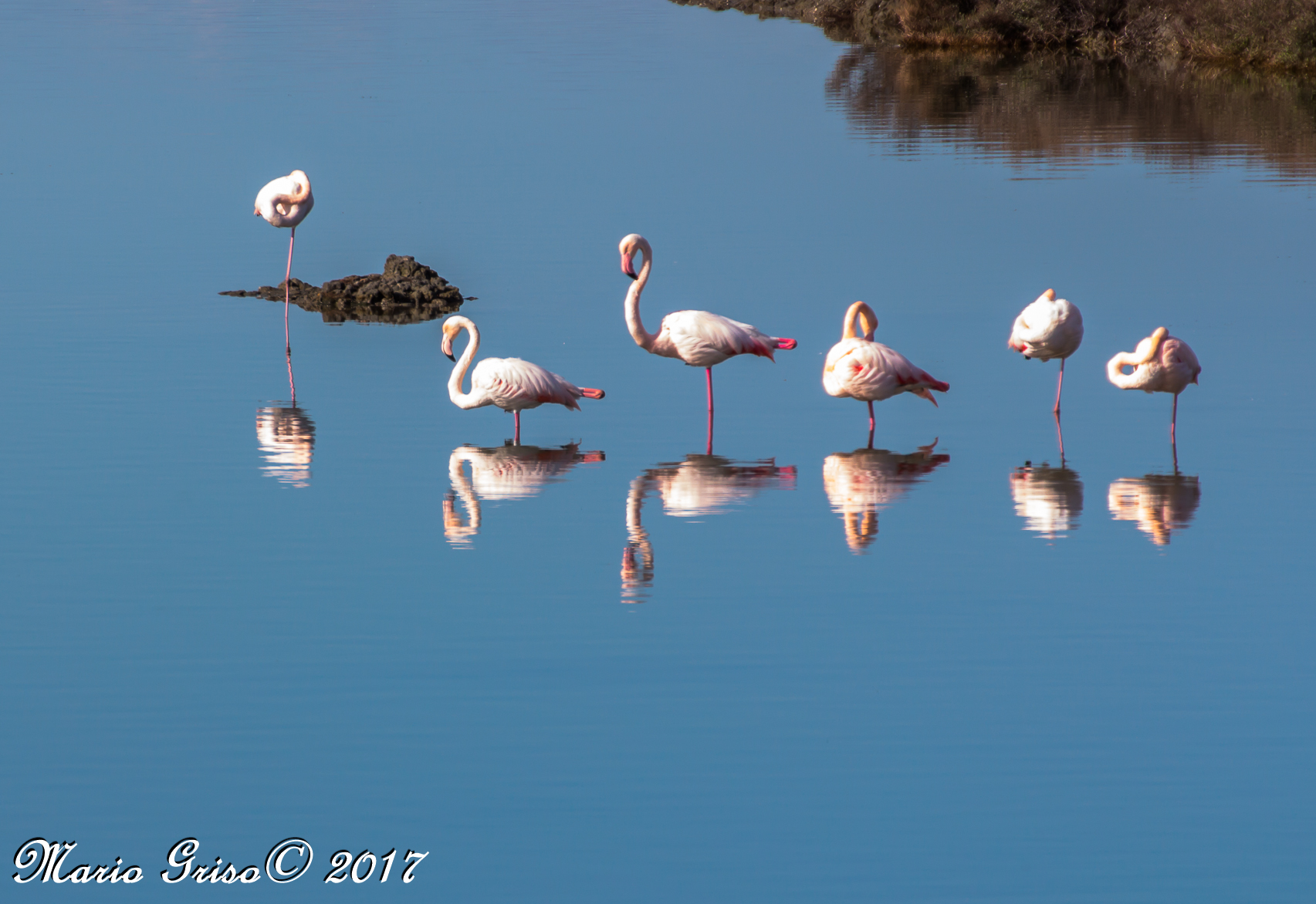 the acrobats of the nap