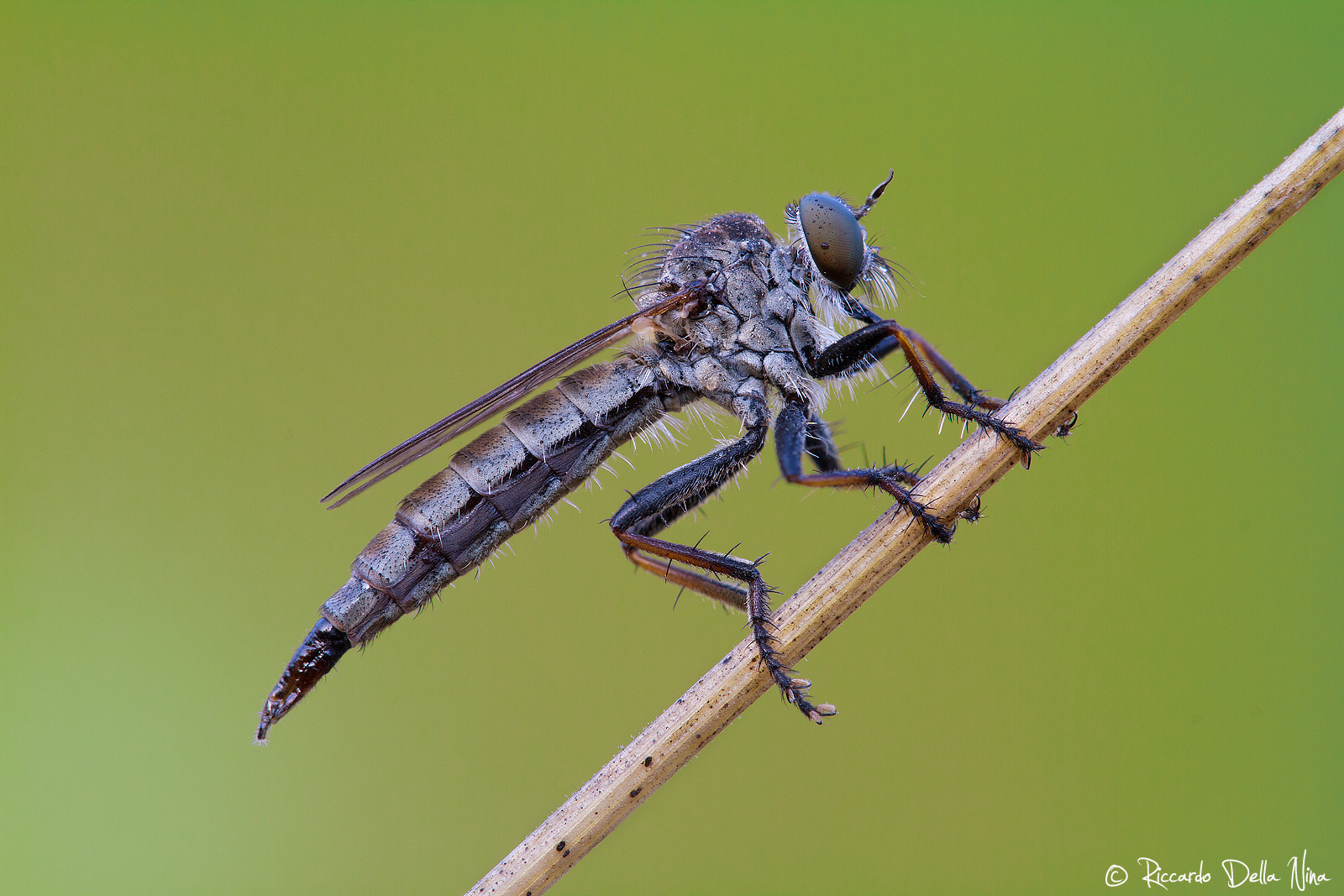 Neomochtherus geniculatus (Asilidae)