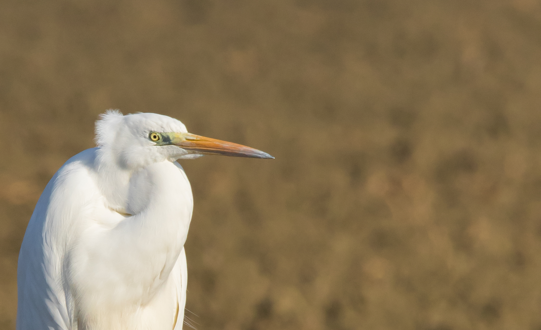 White Heron Maggiore