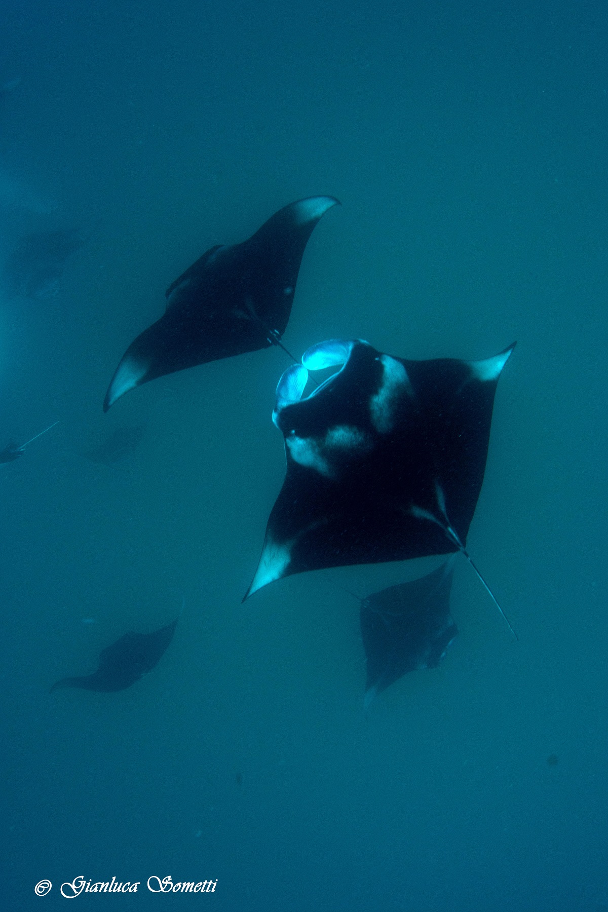 Maldives - Hanifaru bay