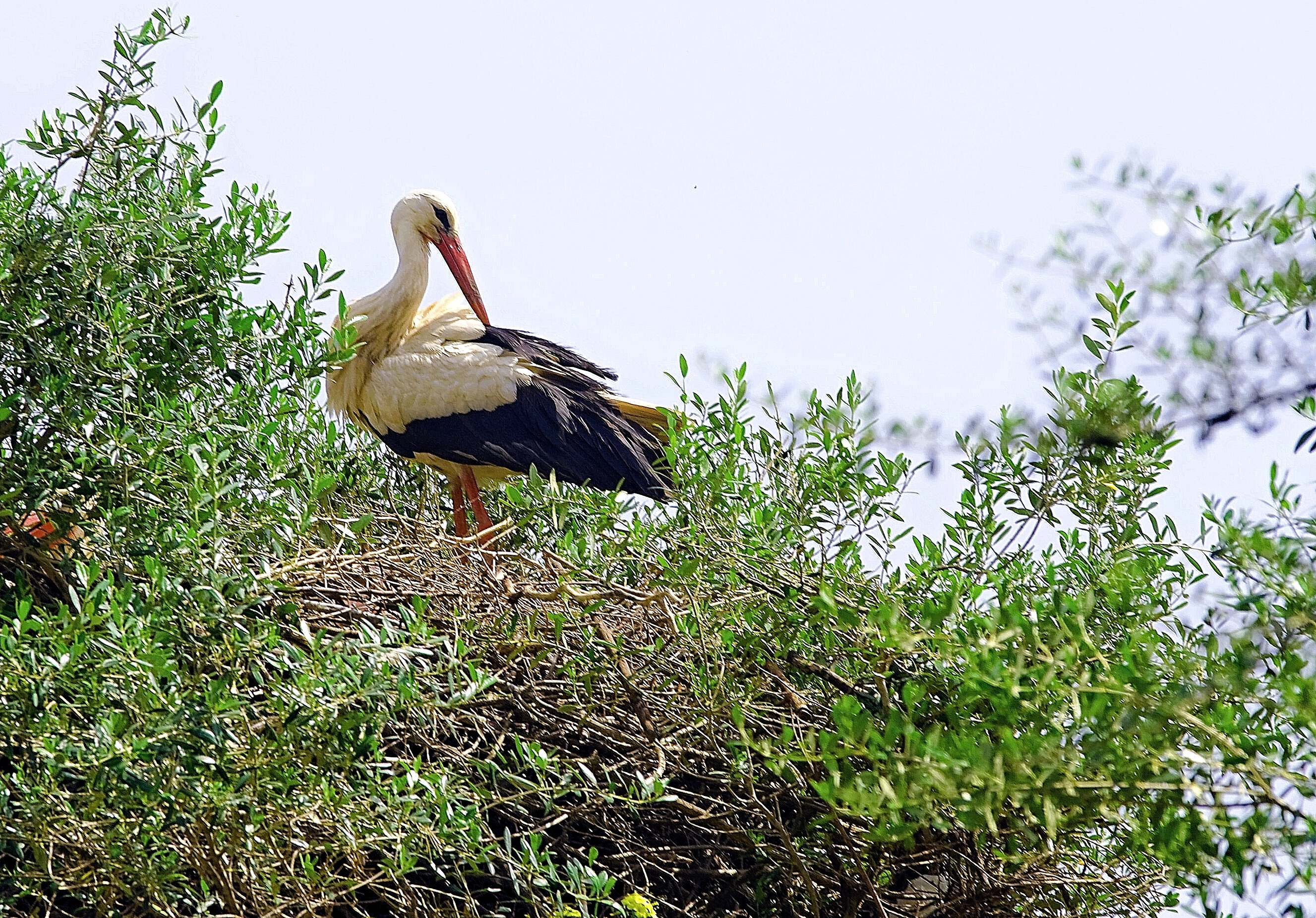 Stork