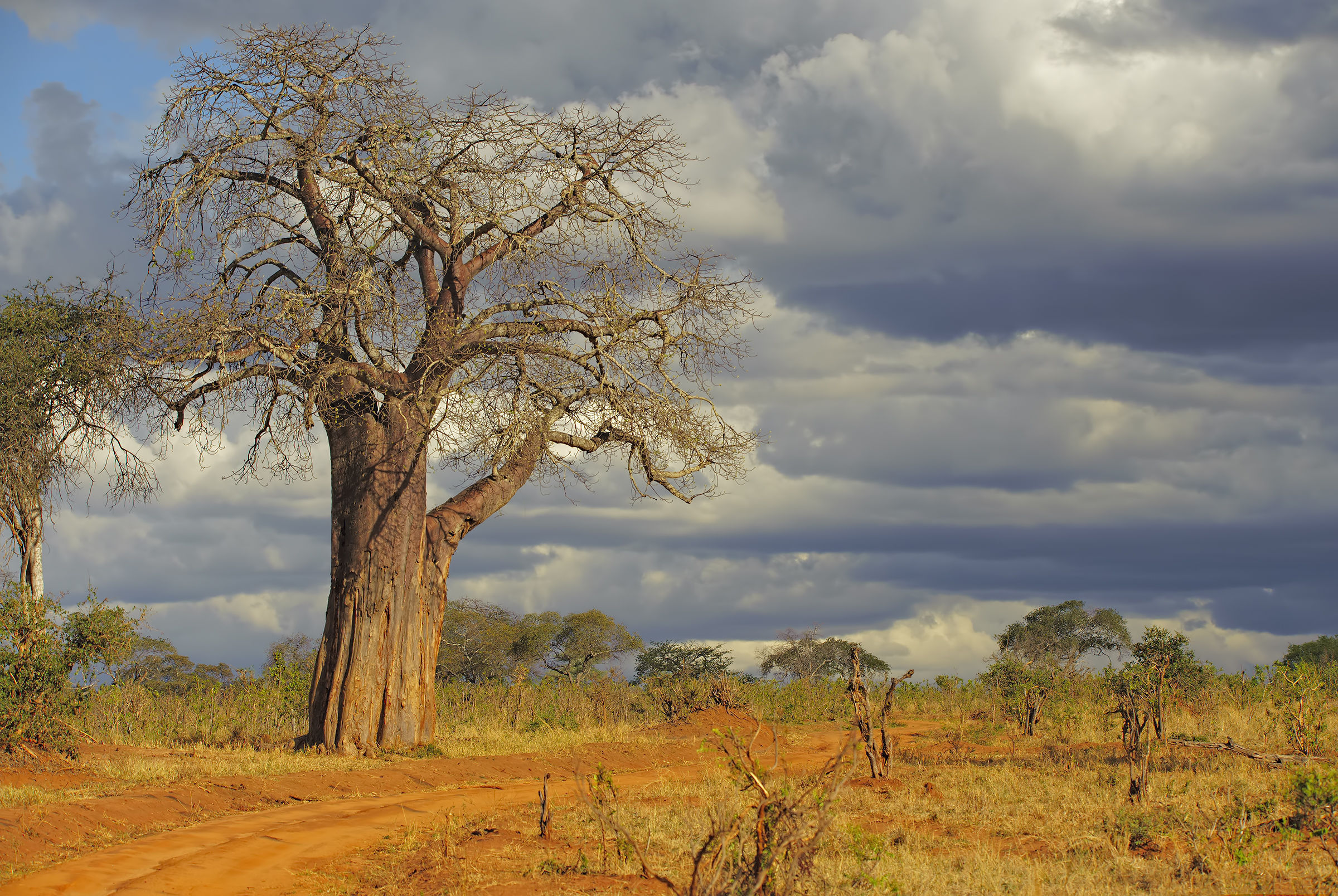 The guardian of storm