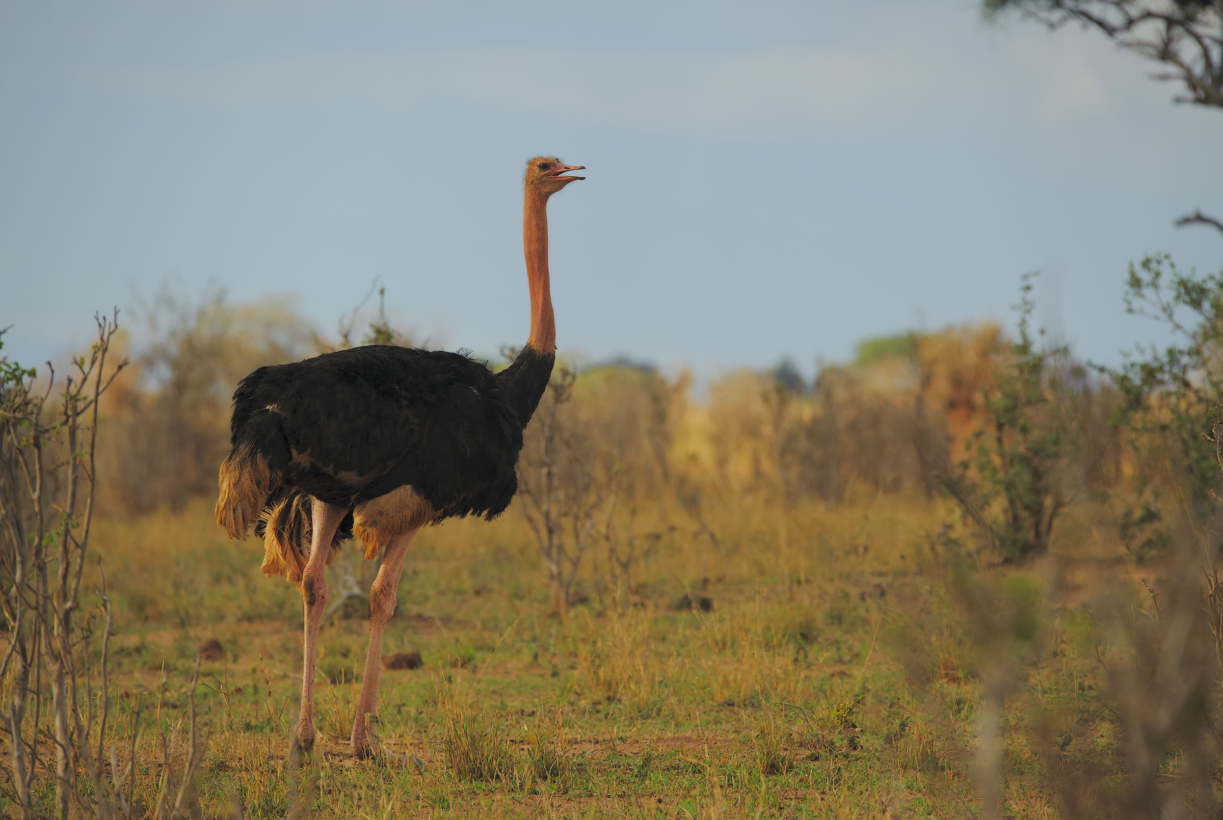 Ostrich on the magical light