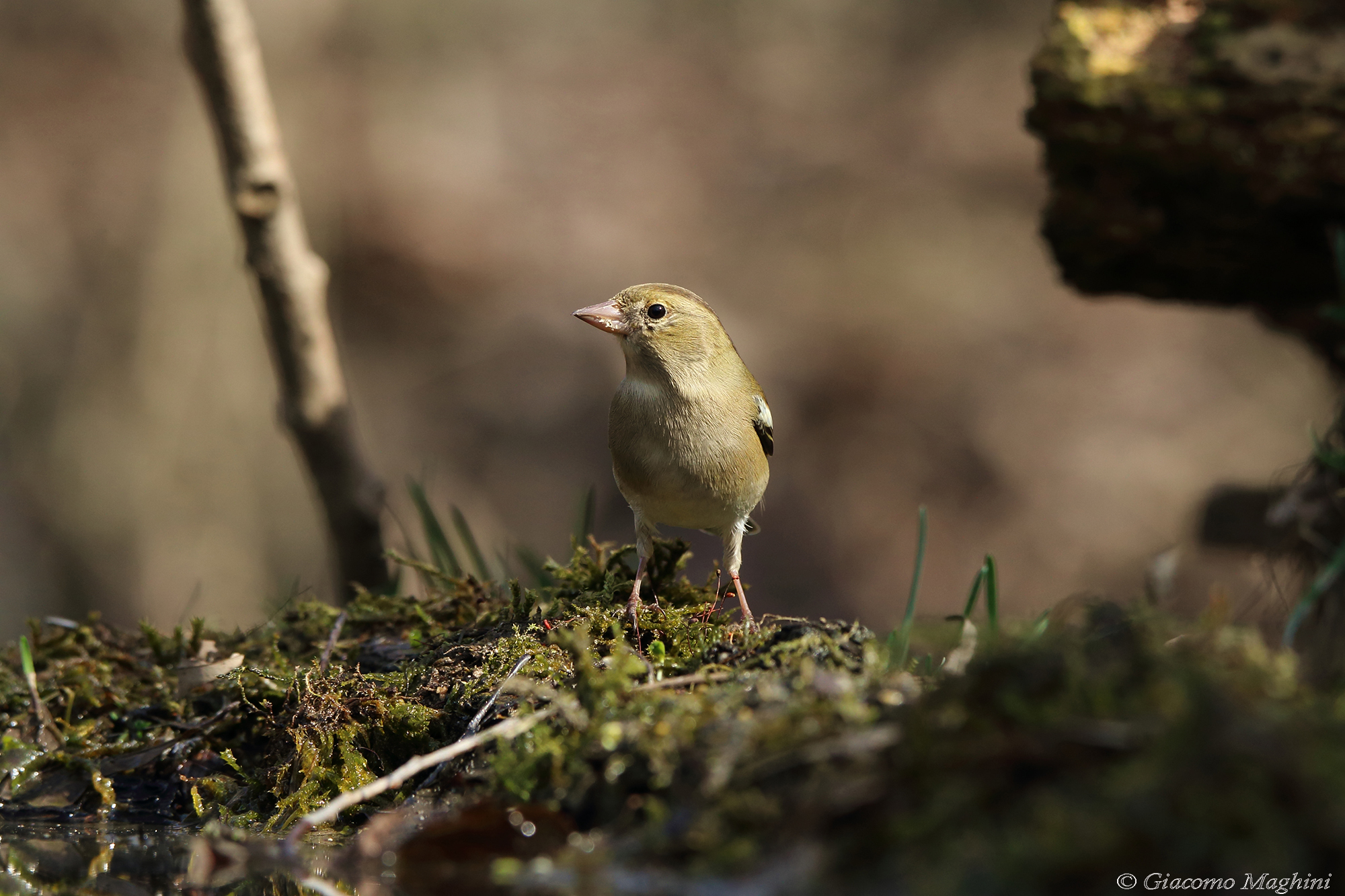 Chaffinch female