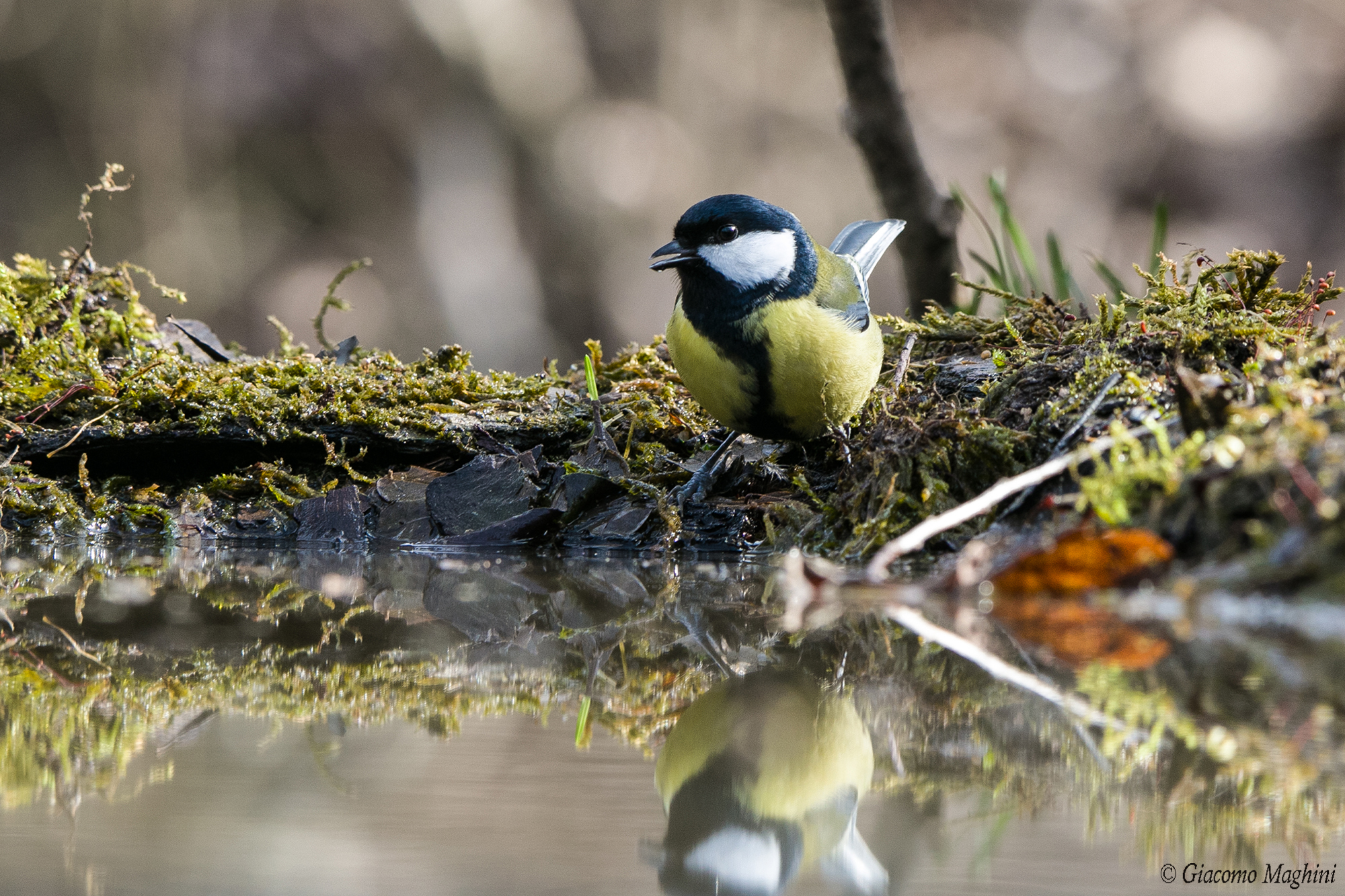 Great Tit