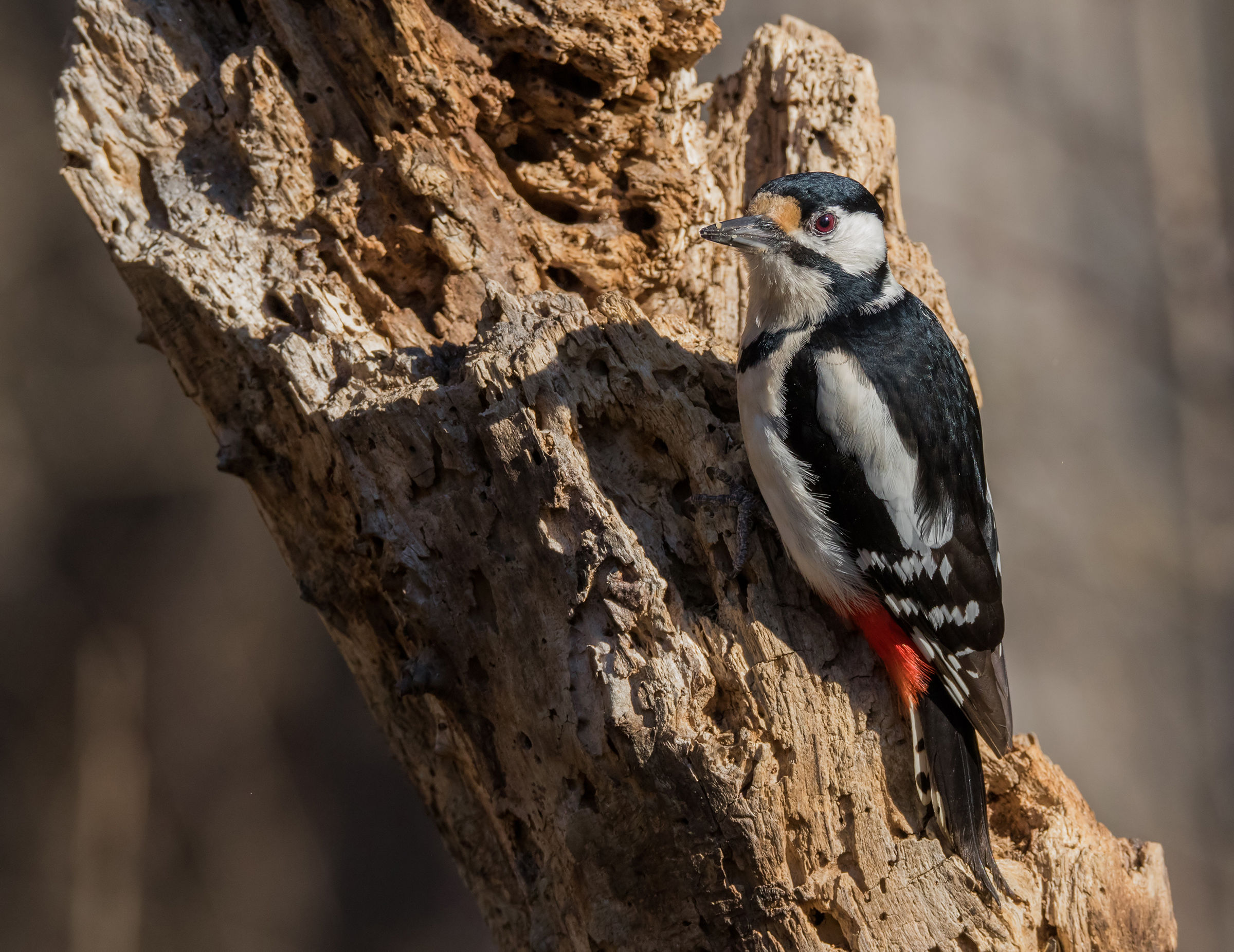 Spotted Woodpecker (f)