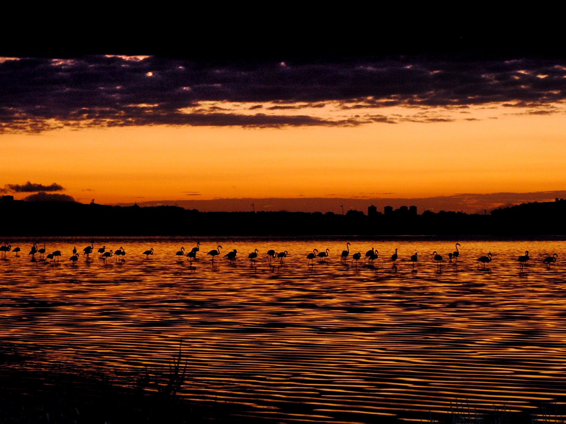 Fenicotti nello stagno di Cagliari al tramonto